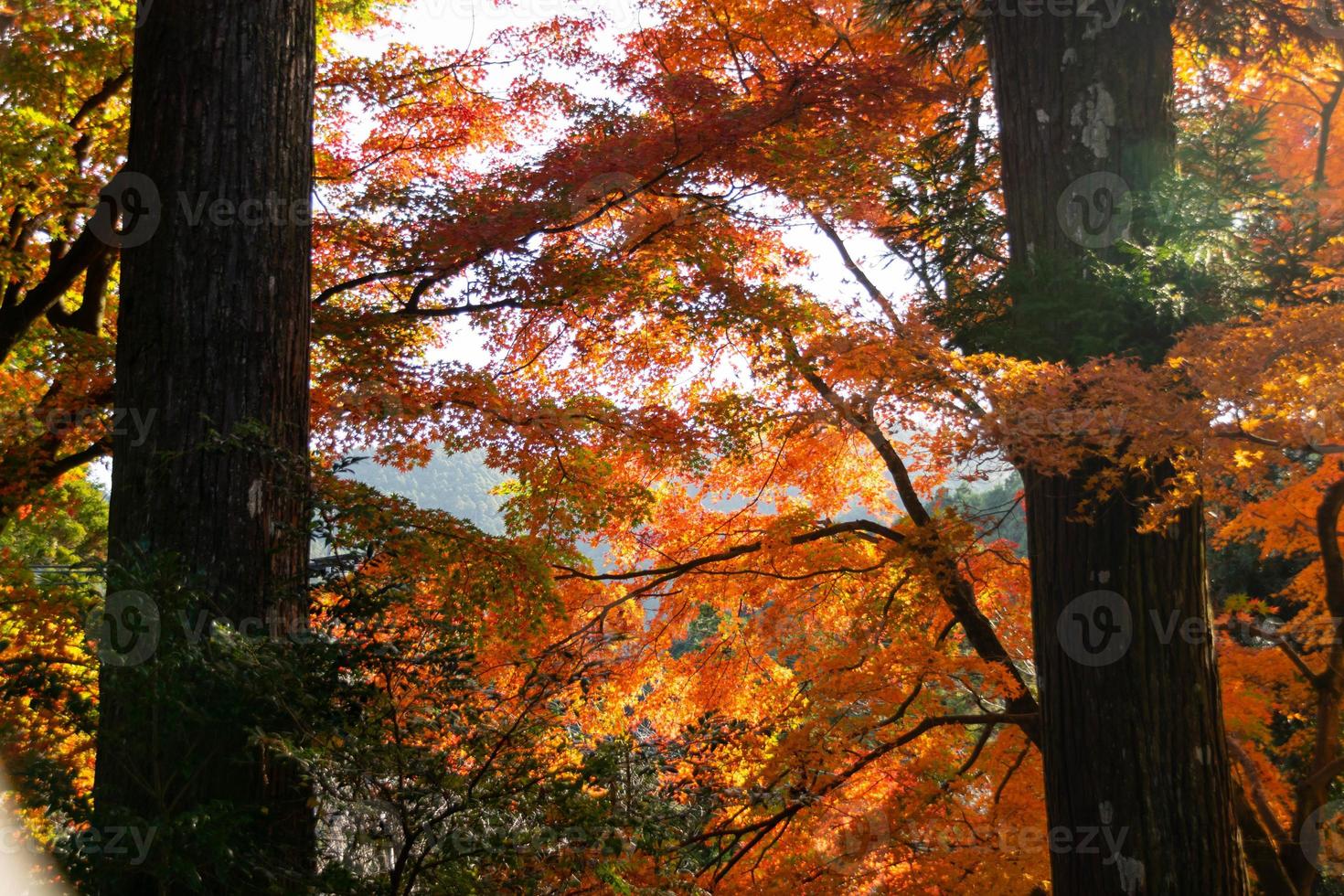 Close up Of Maple Tree leaves During Autumn with color change on leaf in orange yellow and red, falling natural background texture autumn concept photo