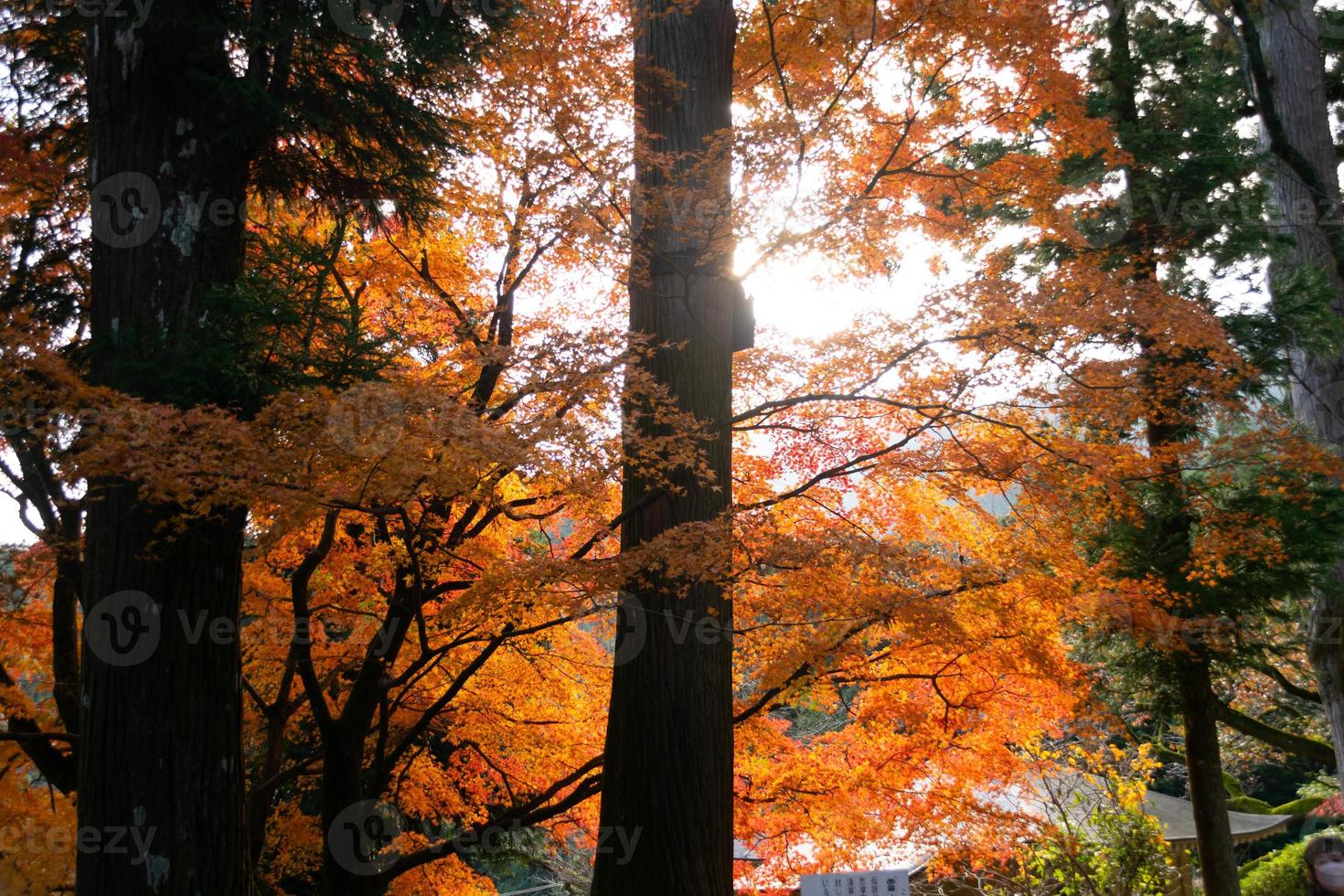Close up Of Maple Tree leaves During Autumn with color change on leaf in orange yellow and red, falling natural background texture autumn concept photo