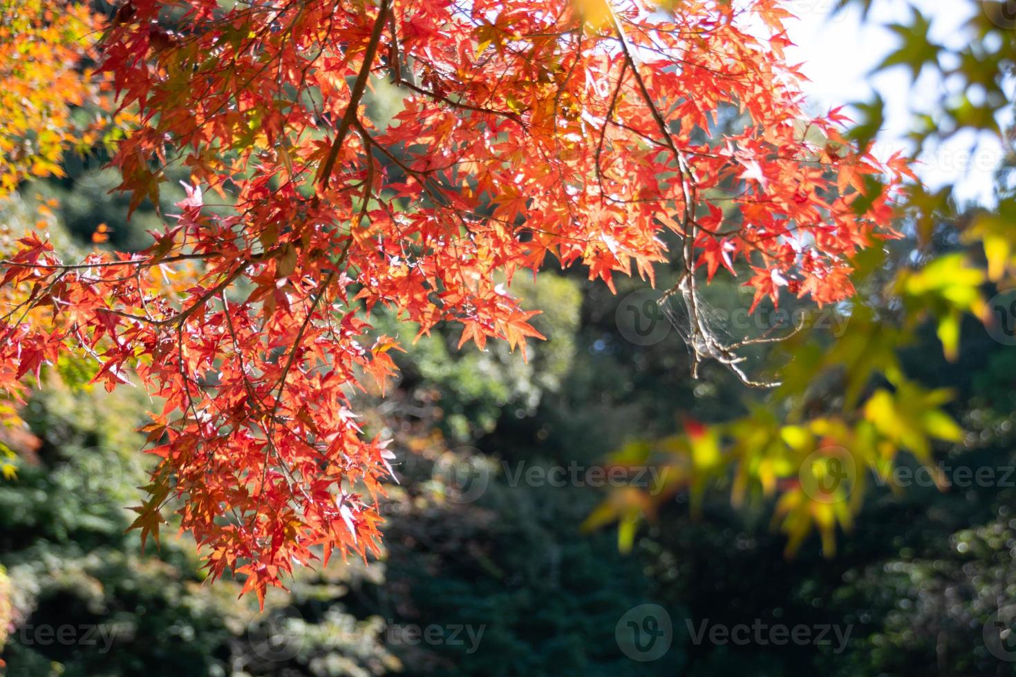 Close up Of Maple Tree leaves During Autumn with color change on leaf in orange yellow and red, falling natural background texture autumn concept photo
