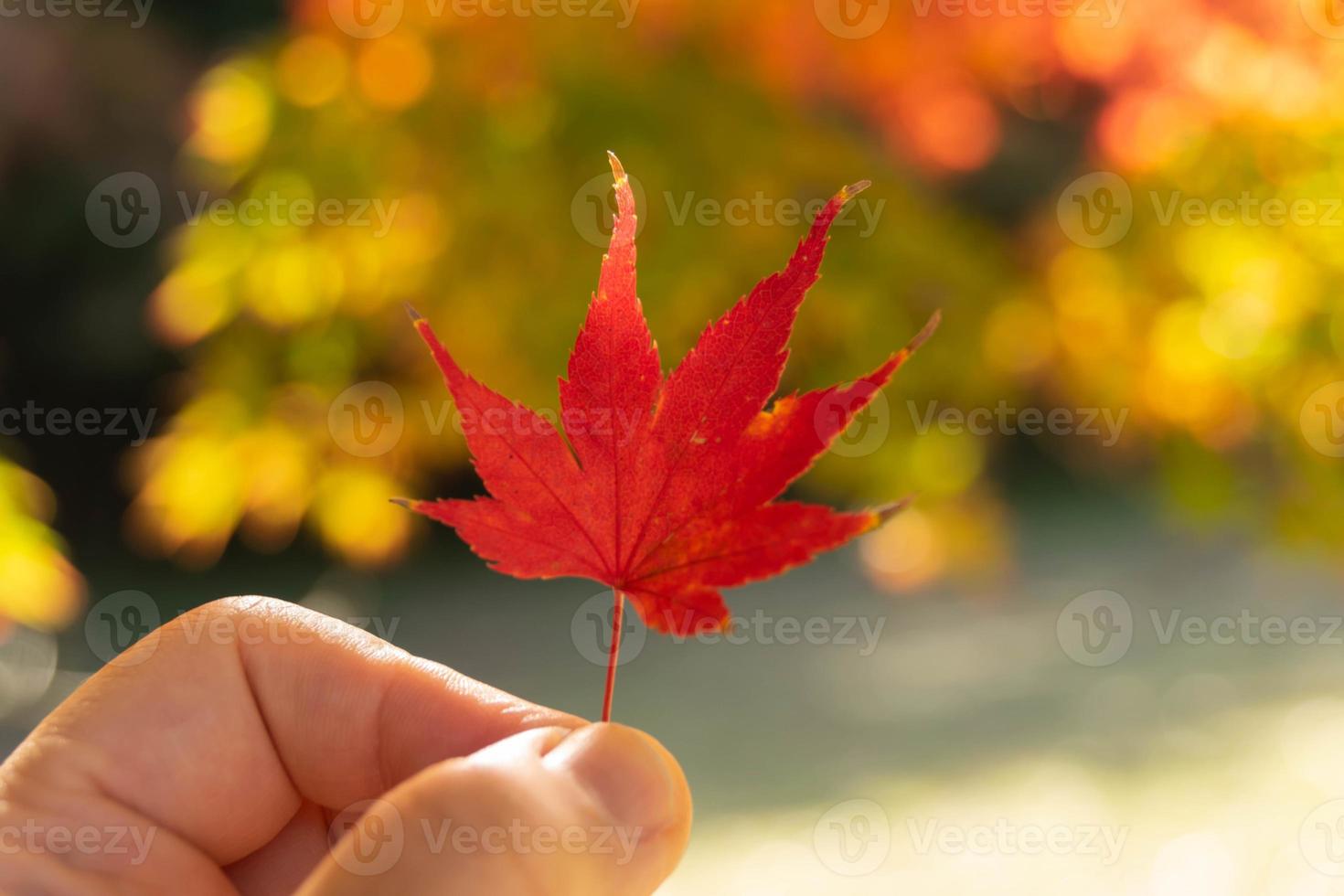 hand holding grab a red color maple leaf tree with background of falling natural background maple tree, autumn concept photo