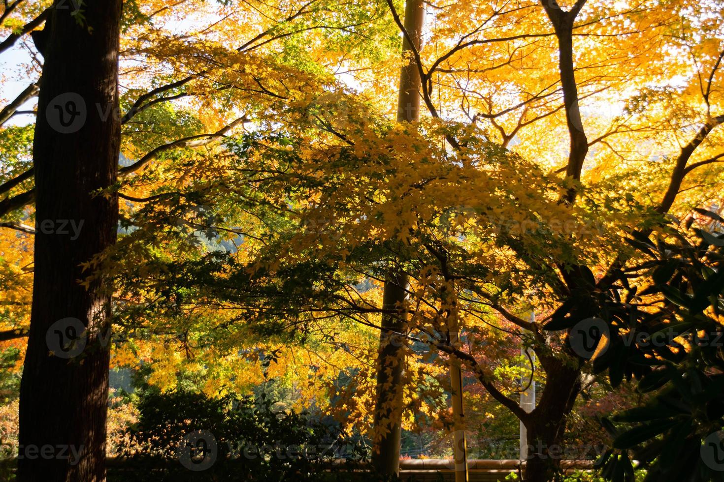 Close up Of Maple Tree leaves During Autumn with color change on leaf in orange yellow and red, falling natural background texture autumn concept photo