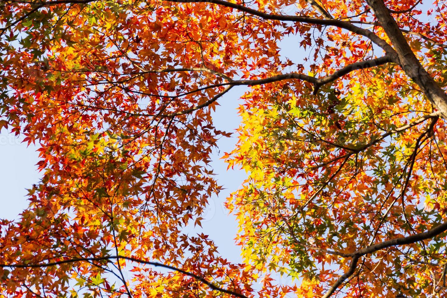 primer plano de las hojas del árbol de arce durante el otoño con cambio de color en la hoja en amarillo anaranjado y rojo, caída de la textura de fondo natural concepto de otoño foto