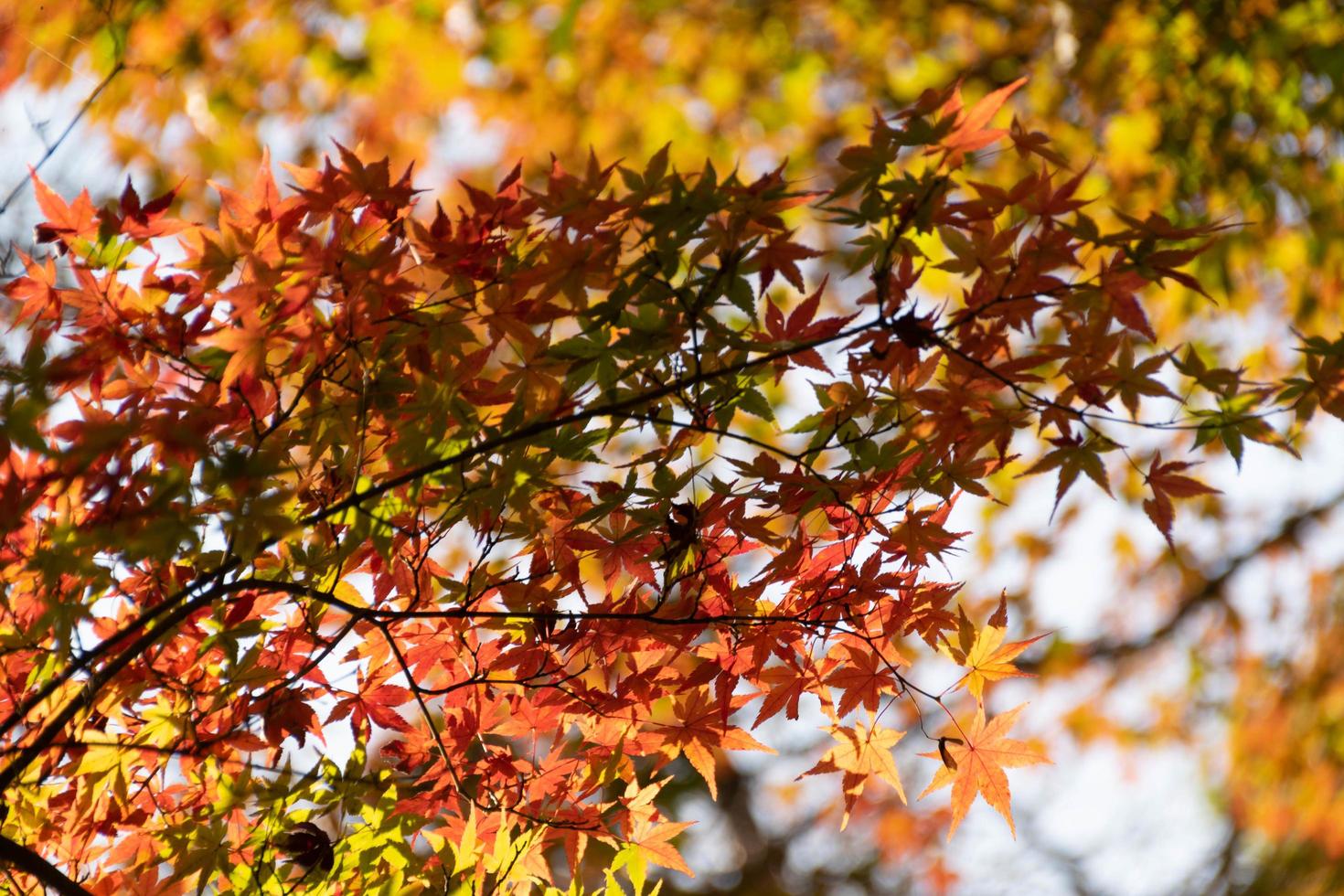 primer plano de las hojas del árbol de arce durante el otoño con cambio de color en la hoja en amarillo anaranjado y rojo, caída de la textura de fondo natural concepto de otoño foto