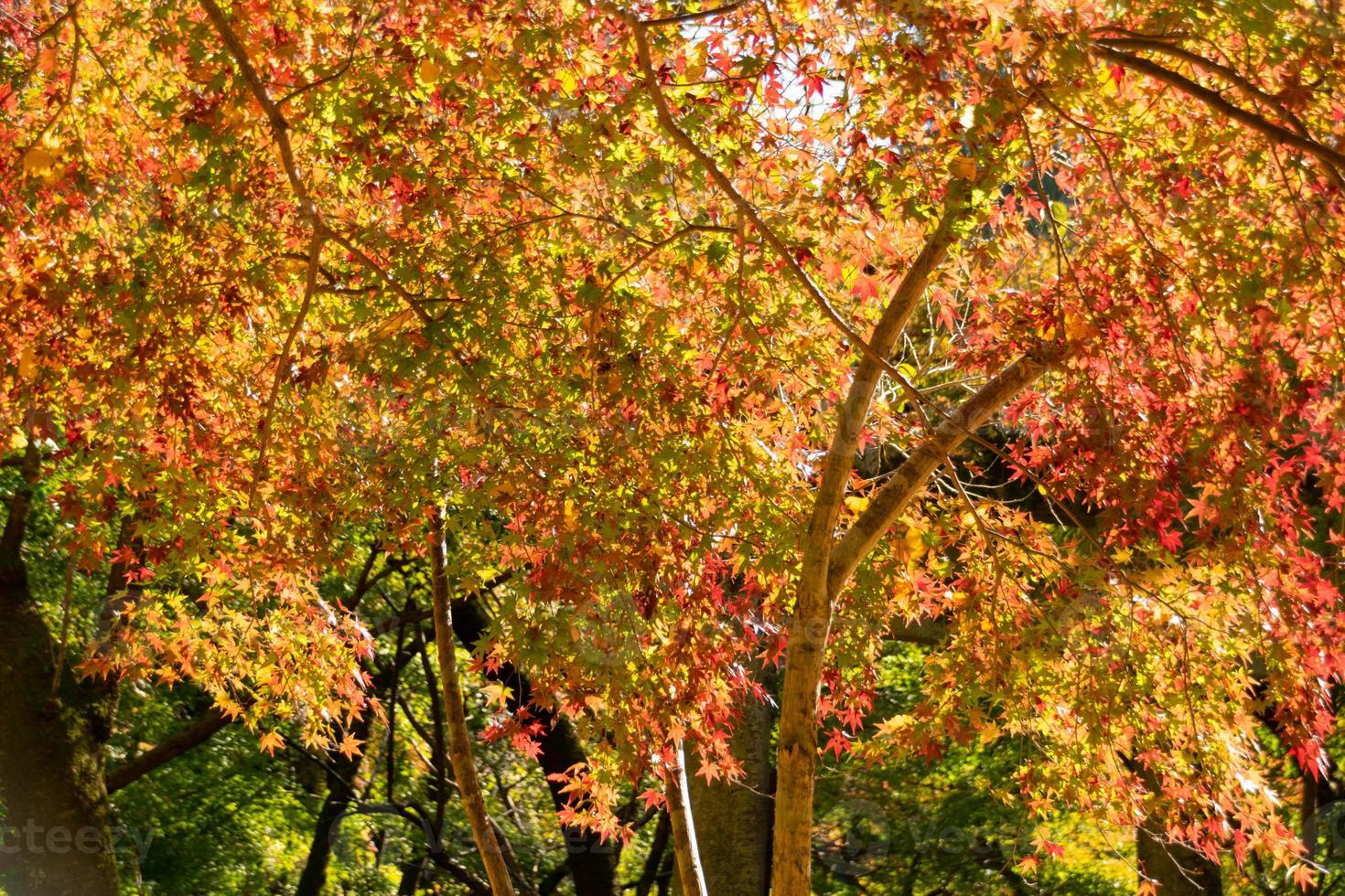 Close up Of Maple Tree leaves During Autumn with color change on leaf in orange yellow and red, falling natural background texture autumn concept photo