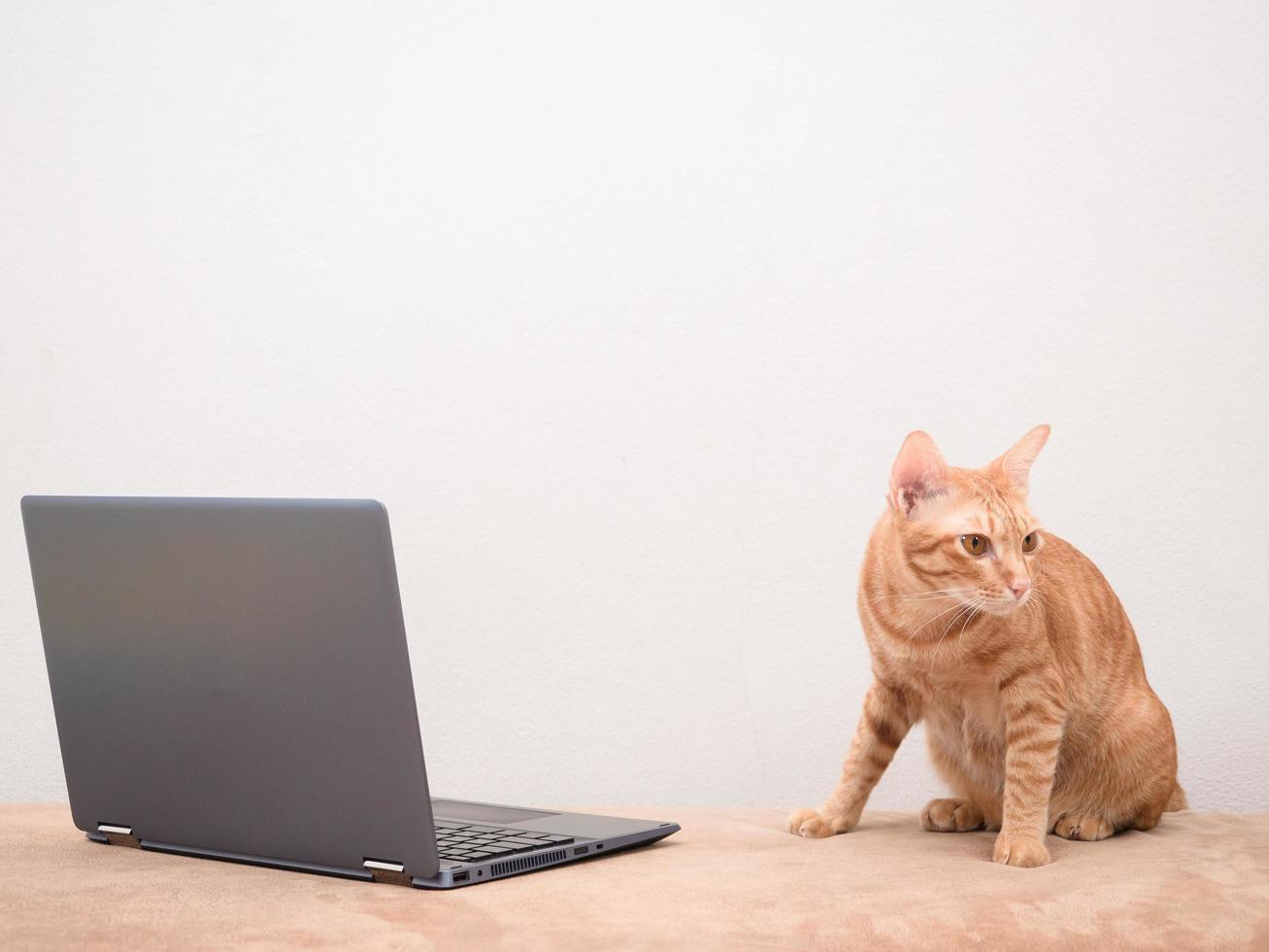 Cute cat sitting on sofa with laptop with white wall background photo