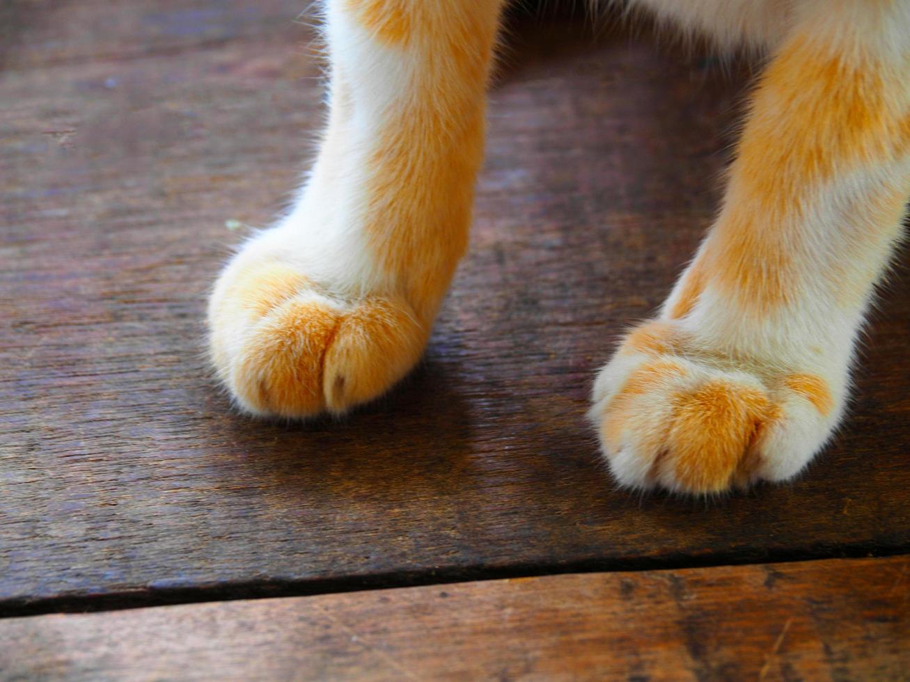 Cat paw vintage on wood floor photo