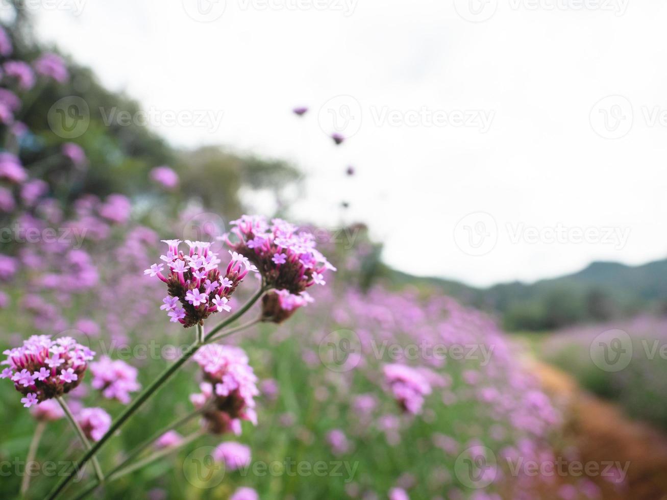 Close up pink flower in the plant beautiful floral and mountain view photo