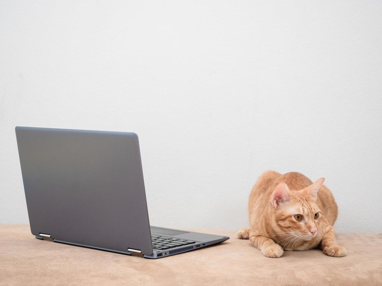 Cat with laptop on sofa on white wall background,Work from home with cat concept photo