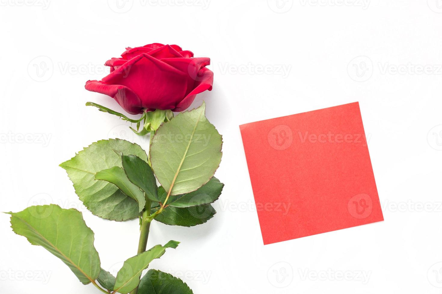 Beautiful bright red rose with red sticker for your text. Valentine day. symbol of love. photo