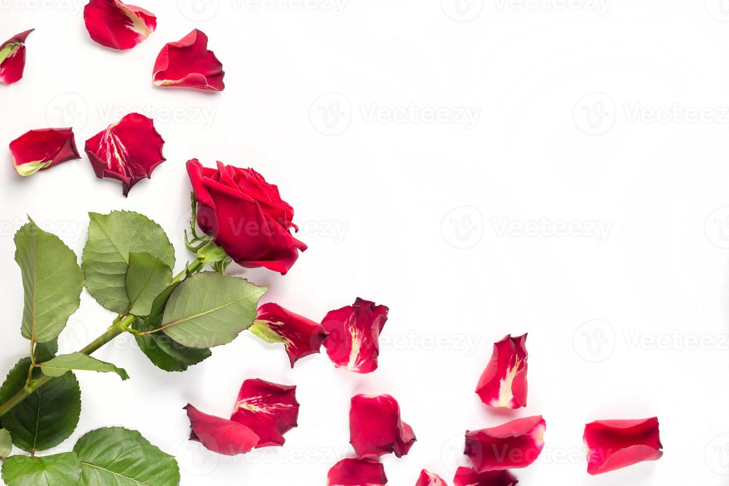 Red roses and rose petals isolated on white photo