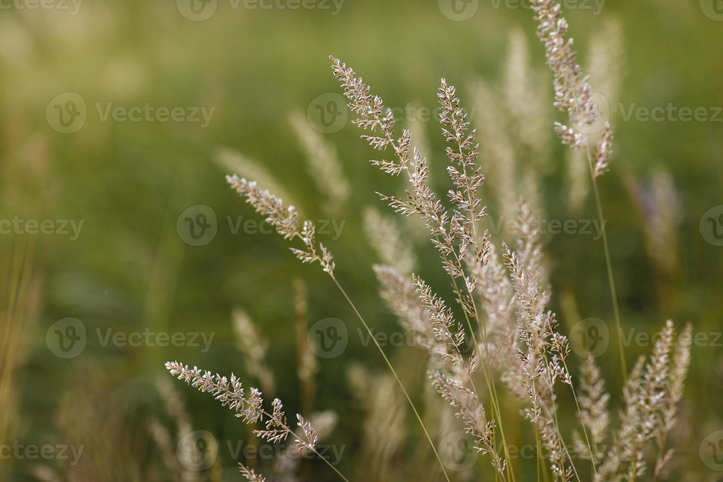 Selective soft focus of dry grass, reeds, stalks blowing in the wind at golden sunset light, horizontal, blurred hills on background, copy space. Nature, summer, grass concept photo