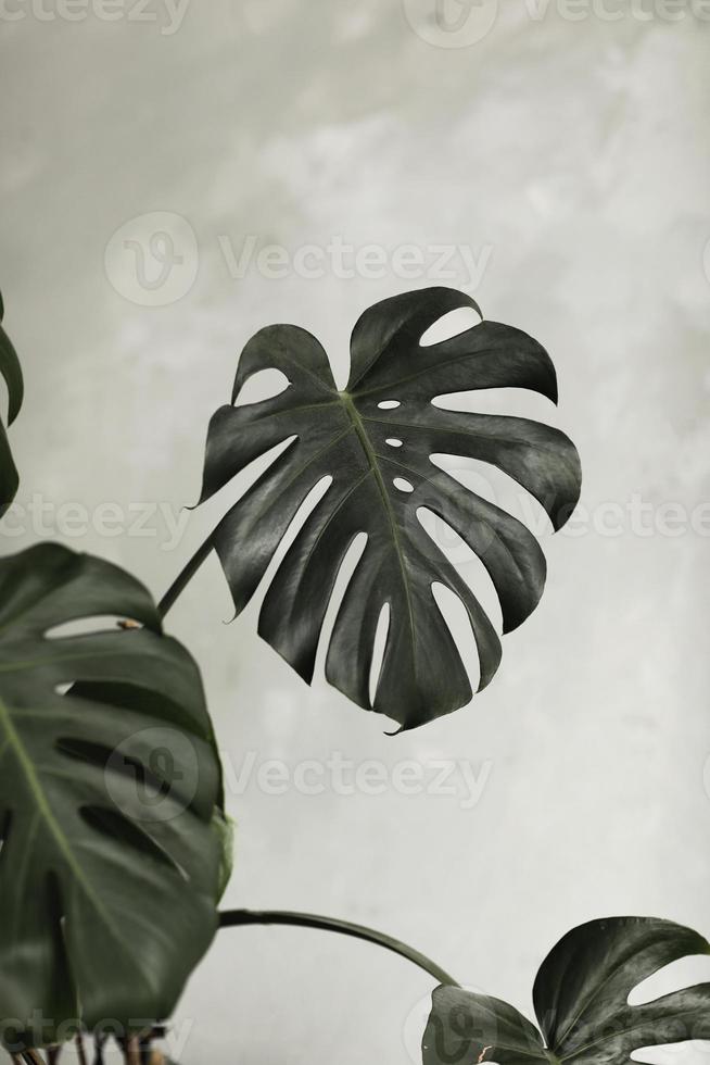 Dark green leaves of monstera or split-leaf philodendron, Monstera deliciosa, the tropical foliage plant growing in wild isolated on white background. selective focus photo