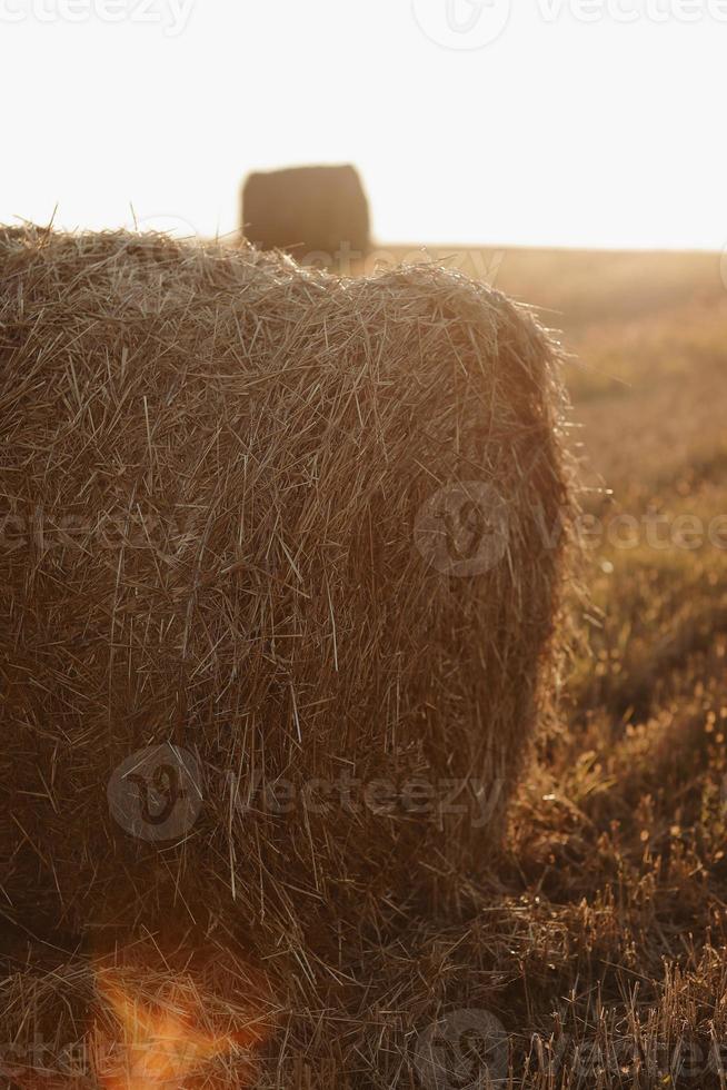 bales of wheat hay straw stacked in a heap in stubble field on a summer evening. Straw bales on farmland with blue cloudy sky photo