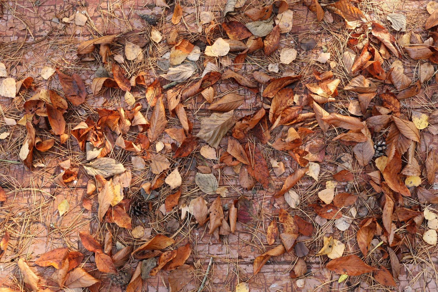 Texture background, very beautiful close up dry autumn fallen leaves on a wooden background. bright background of fallen autumn leaves photo