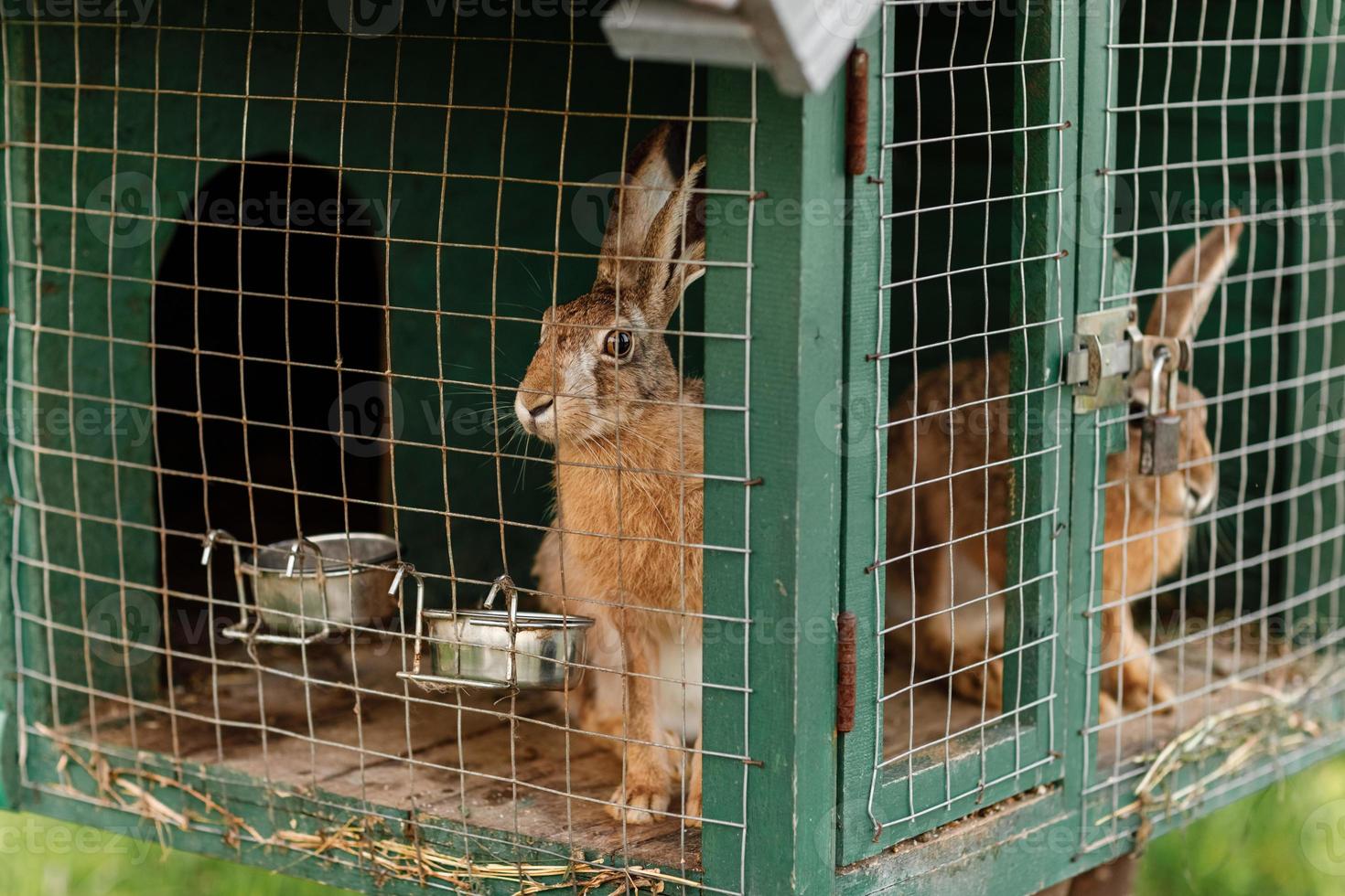 conejos de granja rojos y grises peludos domésticos conejito detrás de las barras de la jaula en la granja de animales, animales de alimentación de ganado que crecen en jaula. foto