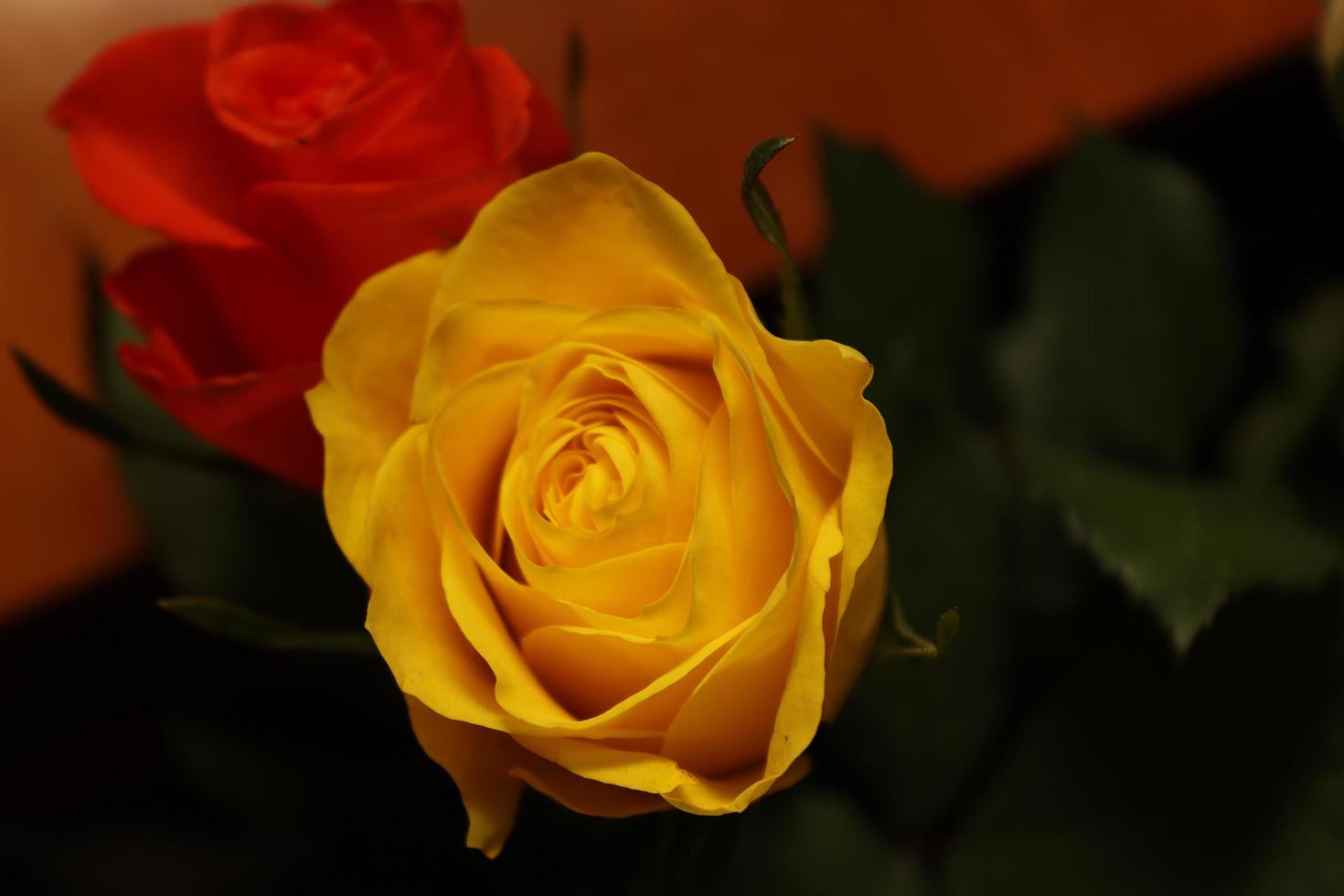 una mirada más cercana a un hilo de una rosa dentro de una casa local. Esta imagen muestra en detalle algunos patrones específicos foto