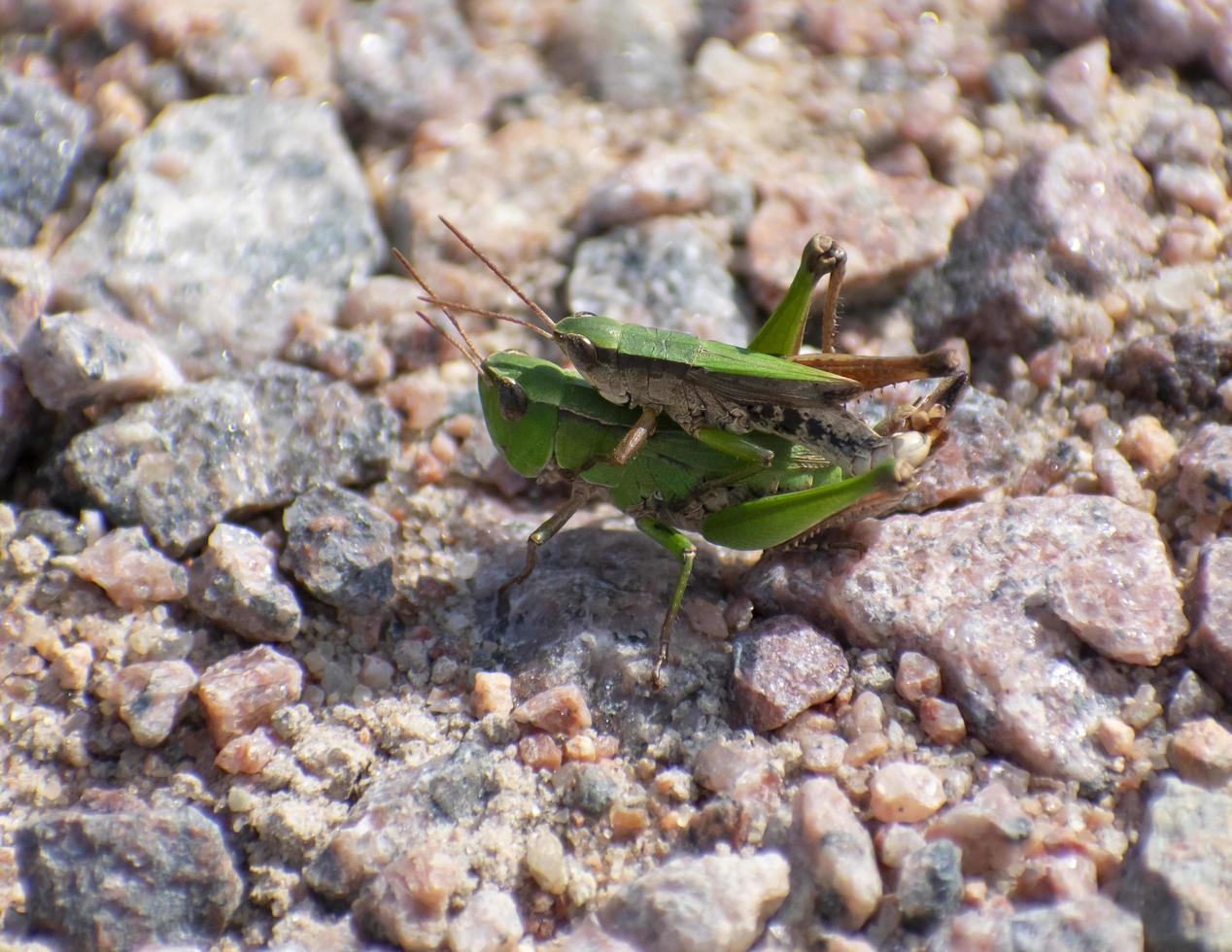 grasshopper on the back of another grasshopper photo