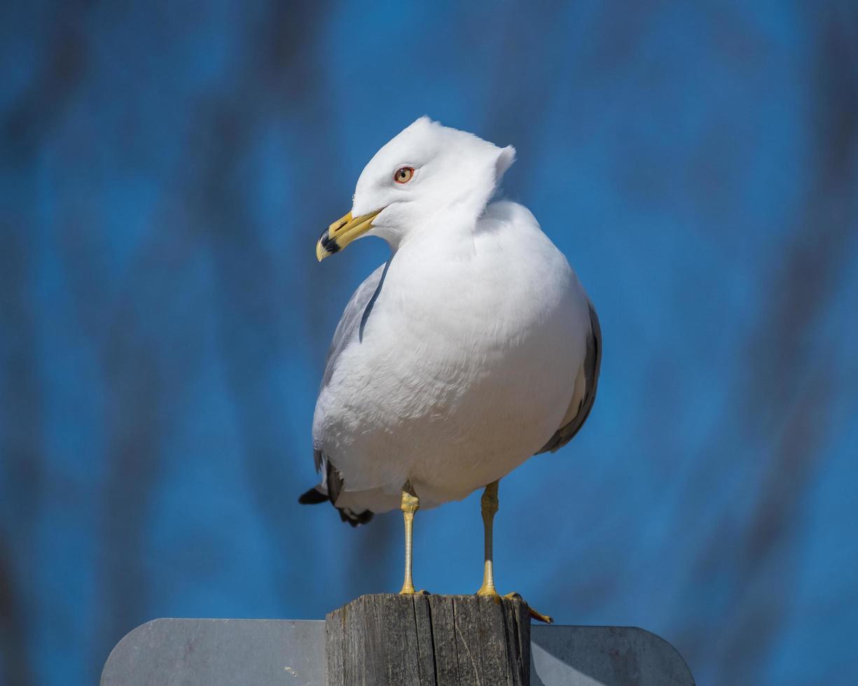 seagull standing on a post at a park photo