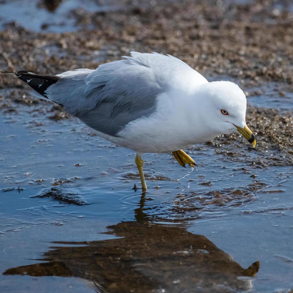 seagull walking through puddle at a park photo