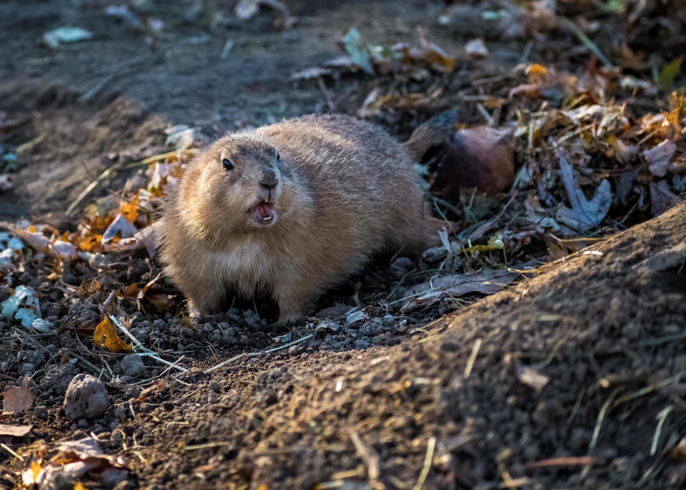 gopher with mouth open in a zoo enclosure photo