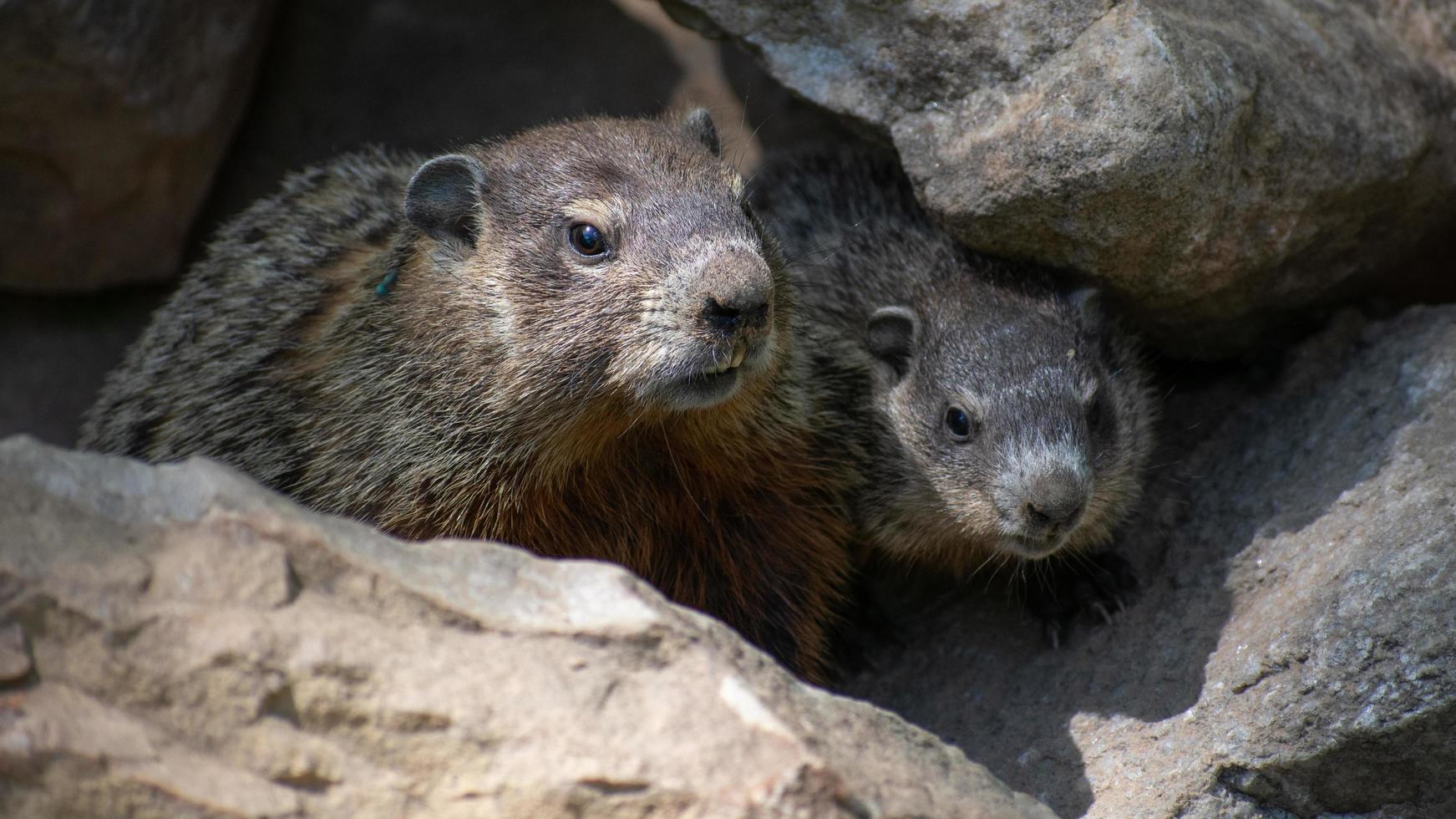 groundhogs hiding in rocks at a park photo