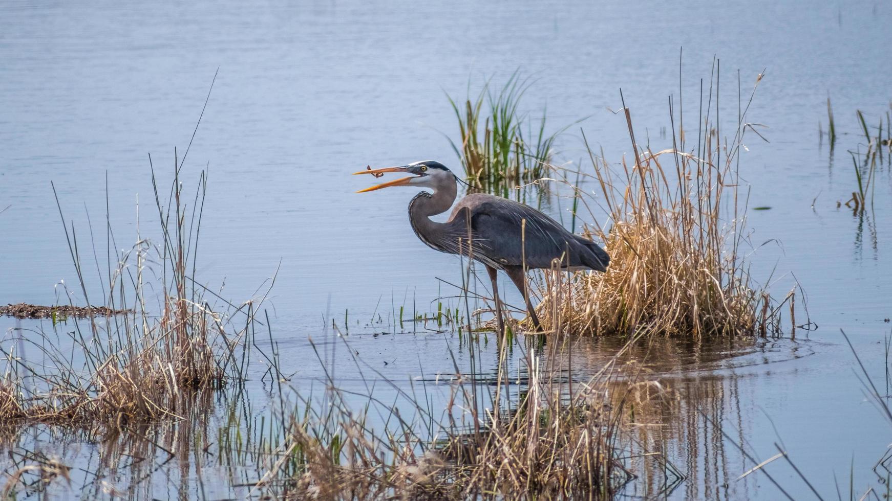 great blue heron eating a fish in a pond photo