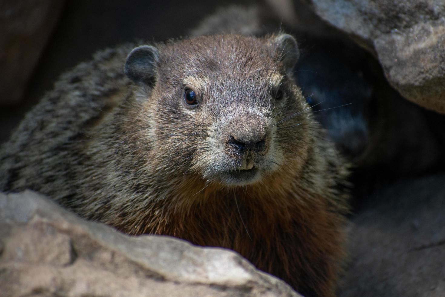 closeup of groundhog looking out while hiding in rocks photo