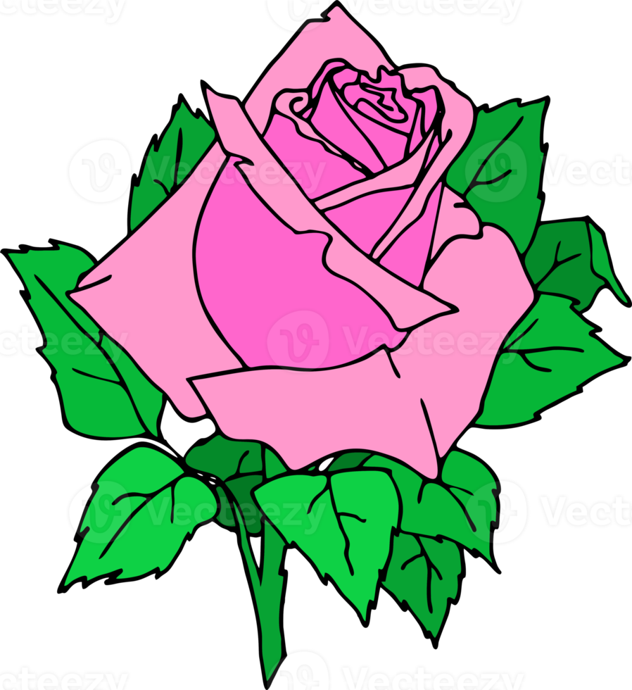drawing of a pink rose bud with leaves close up, isolated element, decor png