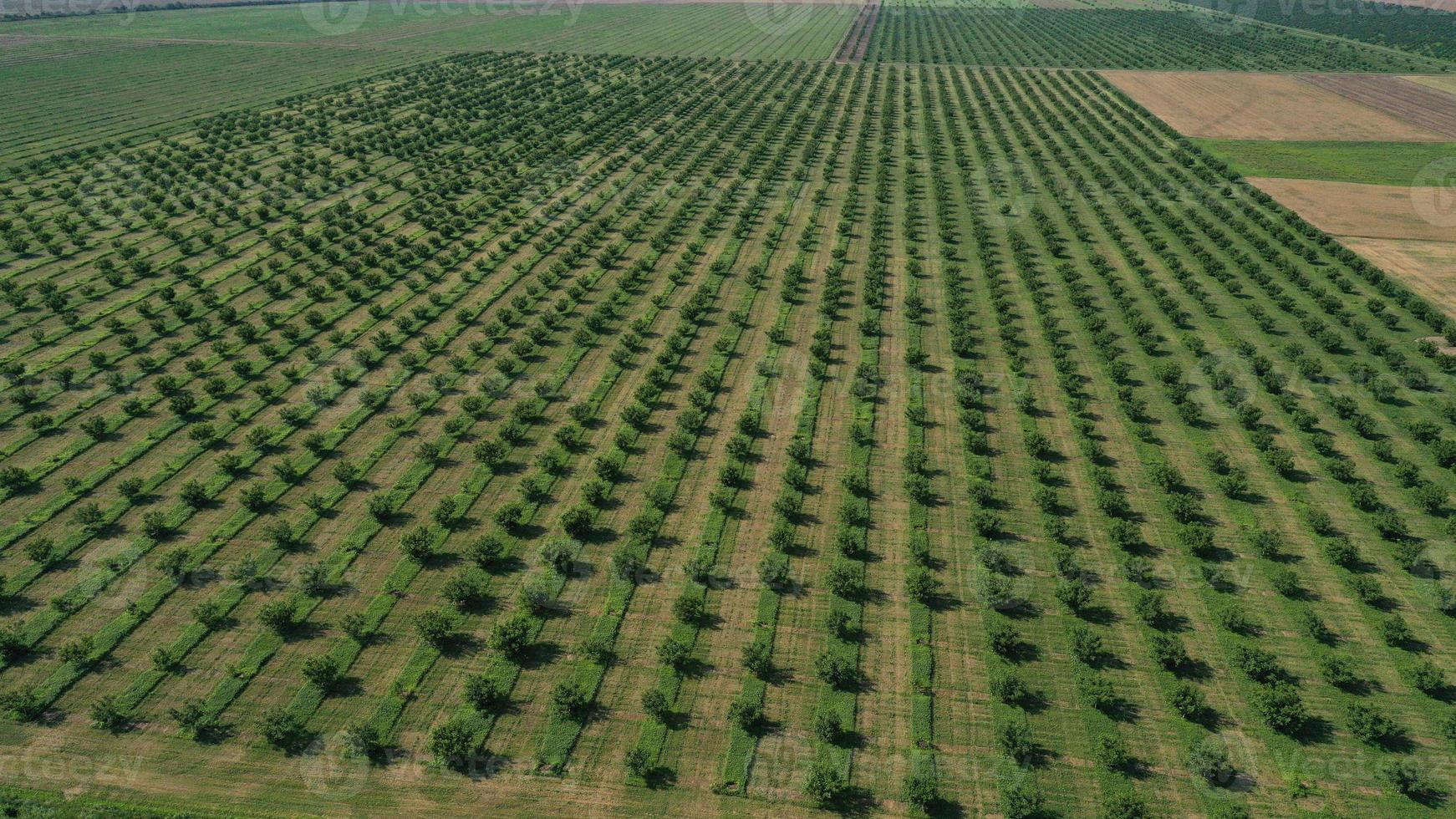 Aerial drone top view of rows of the green fruit trees plantation. Cultivated field landscape photo