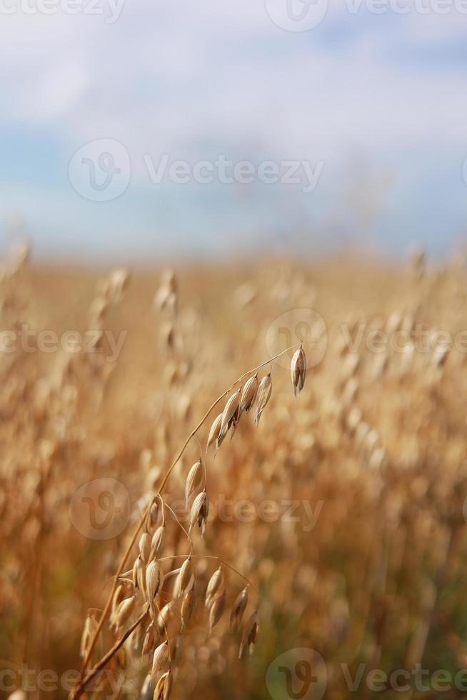 Close-up of ripe golden ears rye, oat or wheat swaying in the light wind in field. The concept of agriculture. The wheat field is ready for harvesting. The world food crisis. photo