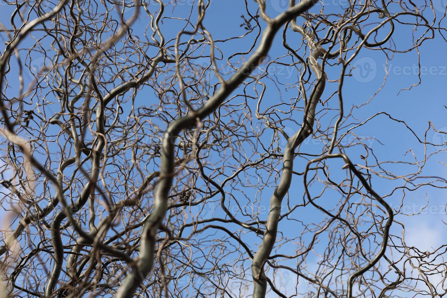 Bare branches of a curly tree on a background of blue sky with clouds. selective focus photo