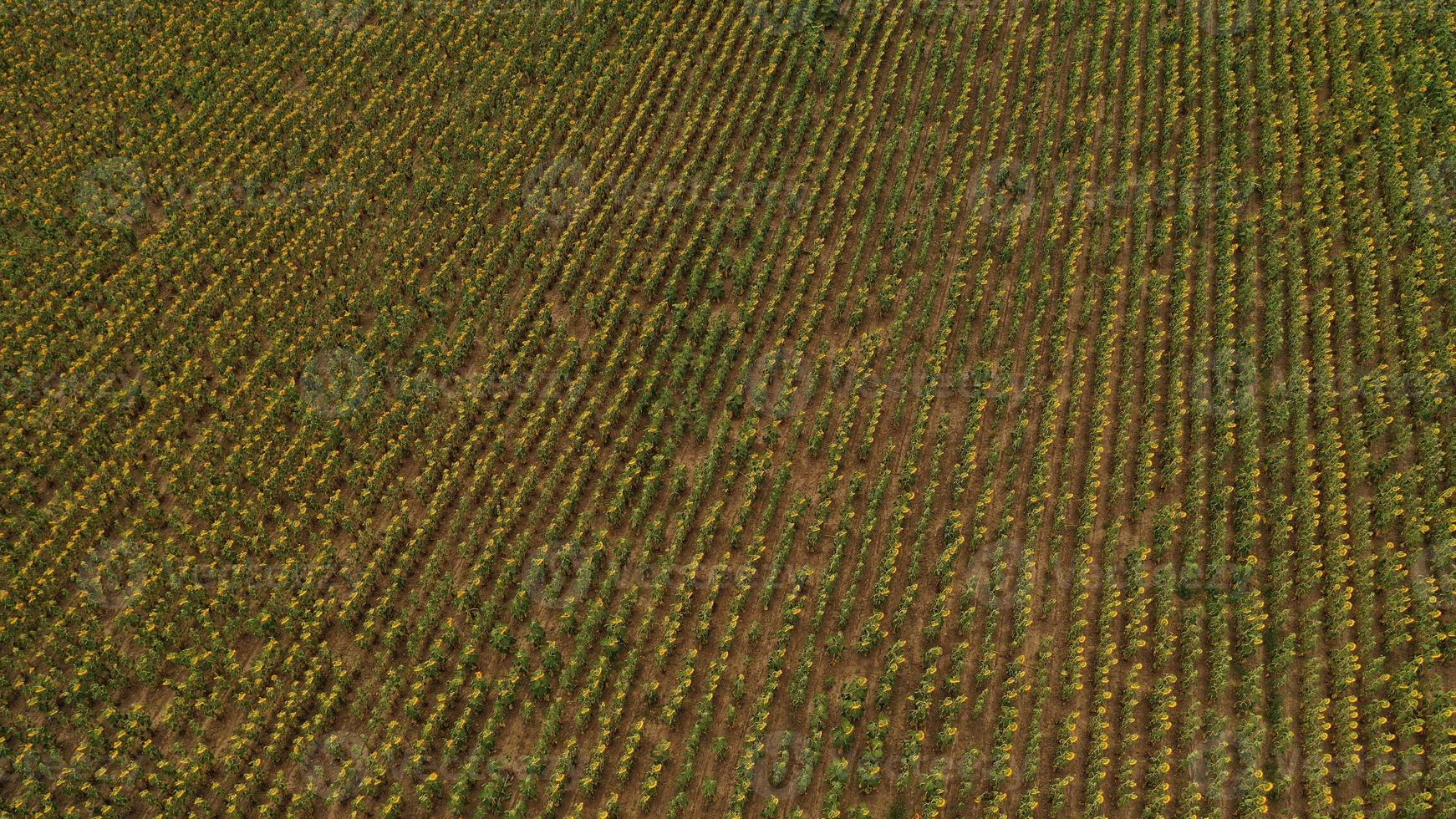Bright yellow sunflower field in sunlight. Location place of Ukraine, Europe. Photo of ecology concept. Perfect natural wallpaper. Textural image of drone photography. Discover the beauty of earth