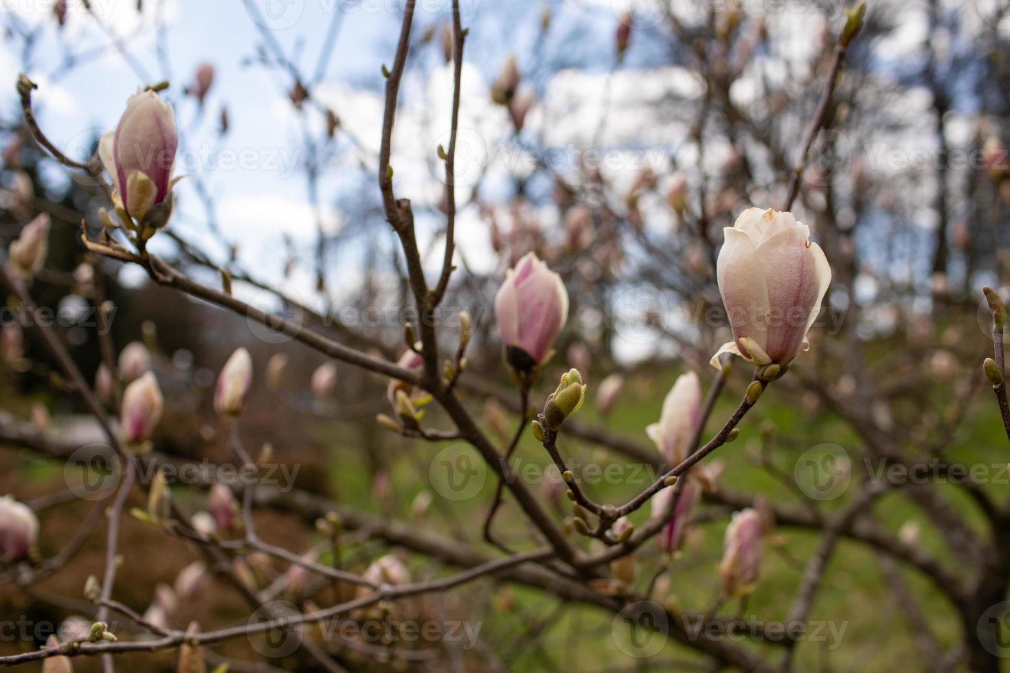 ramas de flores blancas y rosas brillantes en flor de un árbol de magnolia en el jardín en un hermoso día soleado en primavera 16693958 Foto de stock en Vecteezy ramas de flores blancas y rosas brillantes en flor de un árbol de magnolia en el jardín en un hermoso día soleado en primavera 16693958 Foto de stock en Vecteezy
