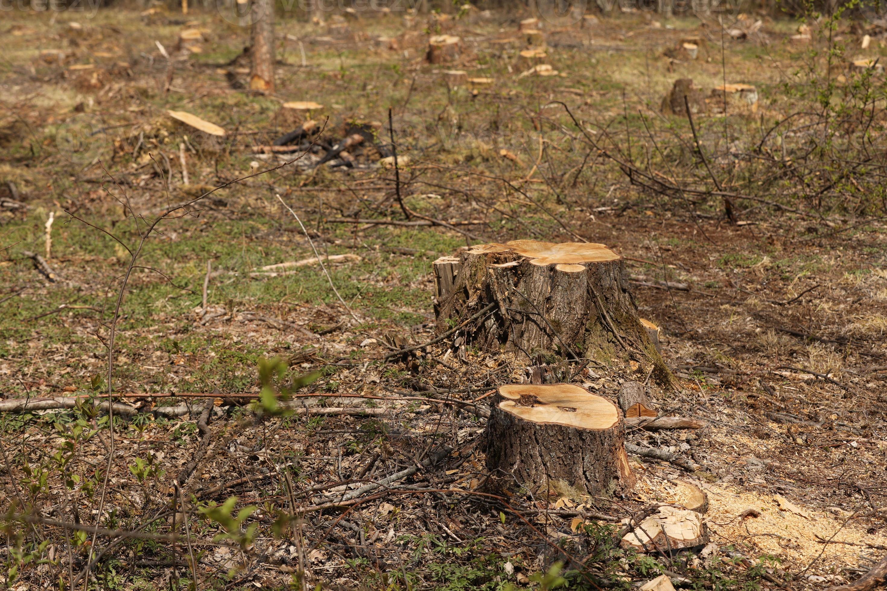 trees cut down per day