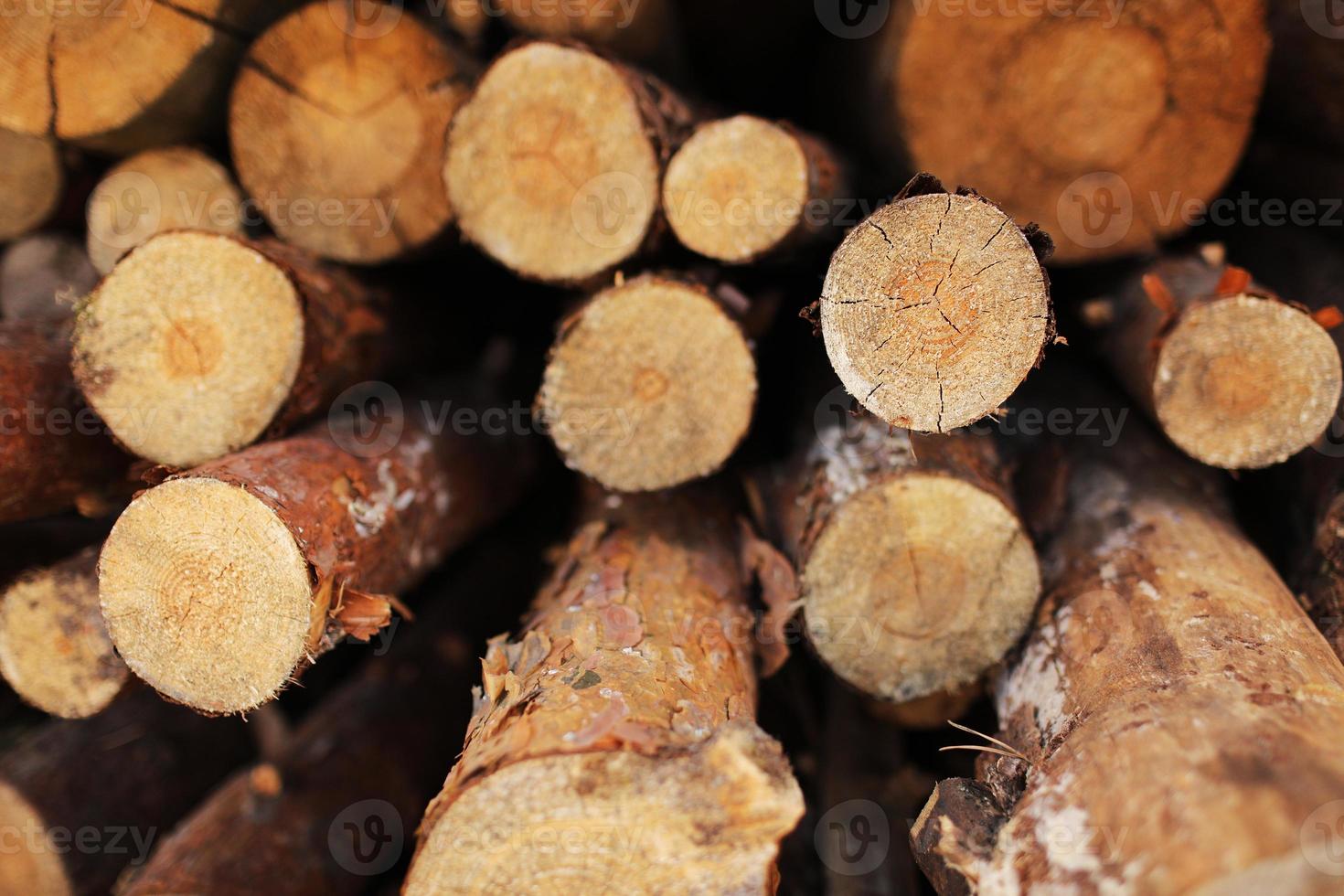 Stack of cut pine tree logs in a forest. Wood logs, timber logging, industrial destruction, forests Are Disappearing, illegal logging. selective focus. photo