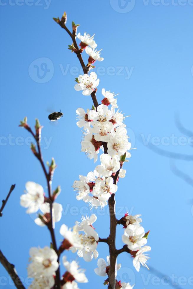 cherry branch in bloom. Blooming apricot tree with pollinating honey bee. Blossom of fruit tree in spring photo