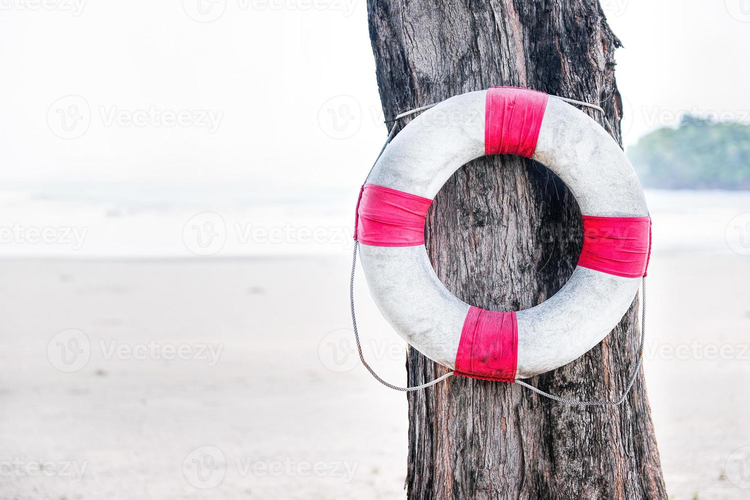 Swimming ring hanging on tree near the beach photo