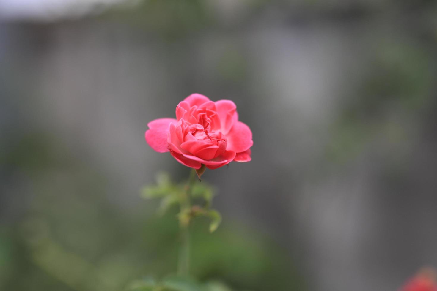 hermoso campo de flores en el jardín con fondo borroso foto