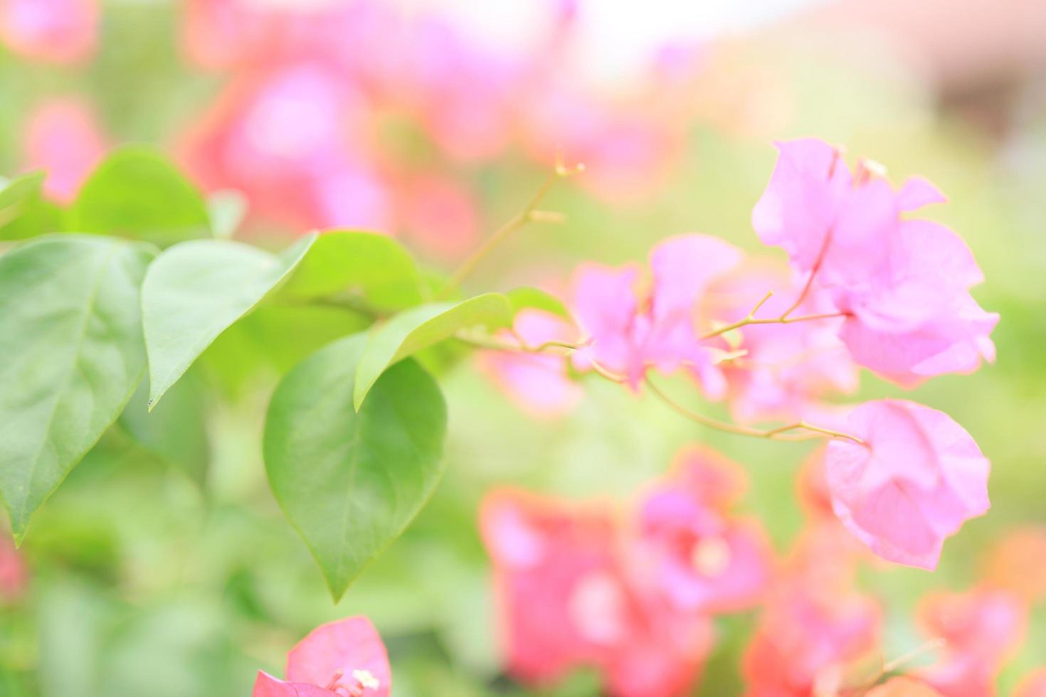 Beautiful flower field in the garden with blurry background photo