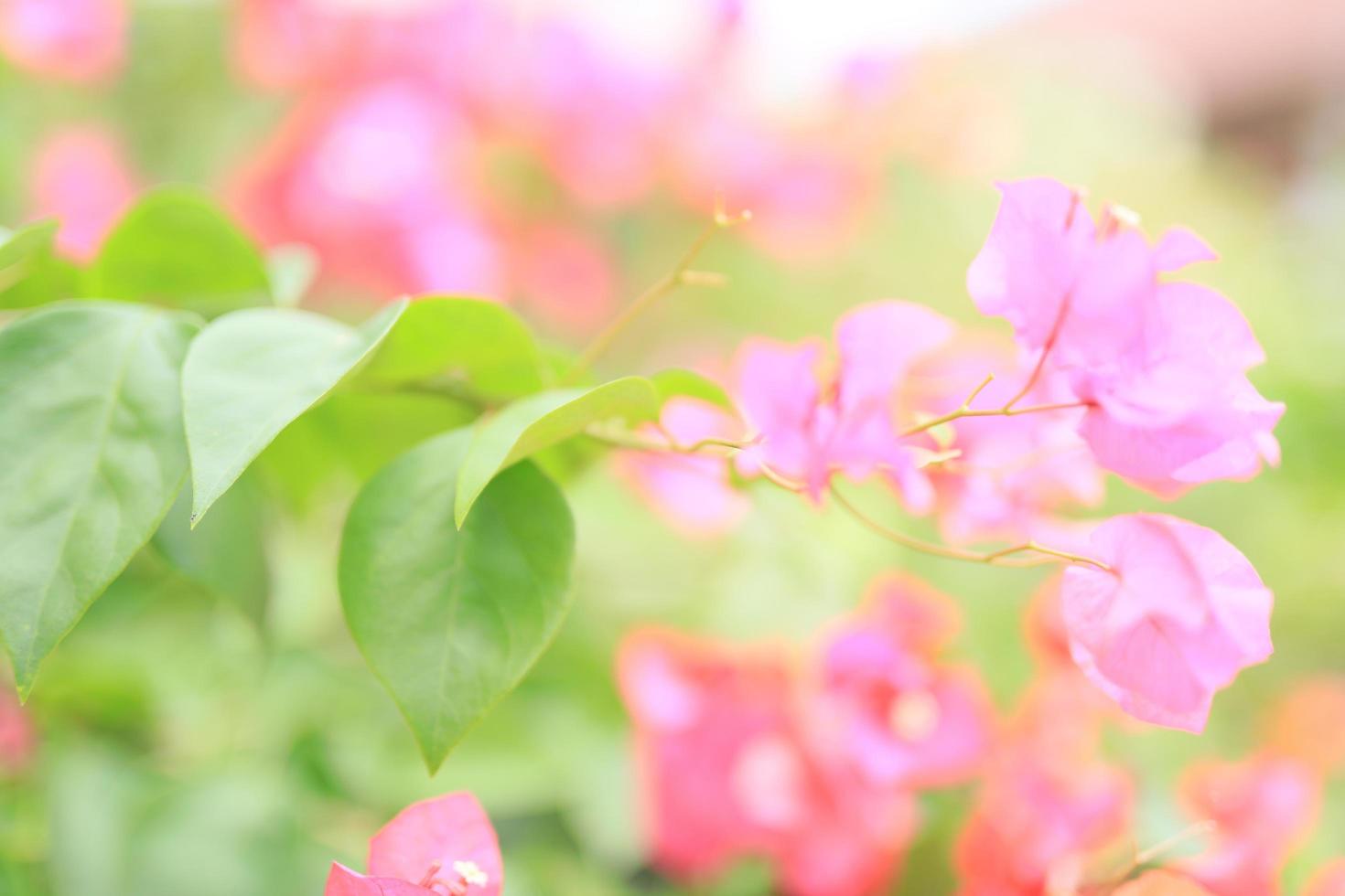 hermoso campo de flores en el jardín con fondo borroso foto