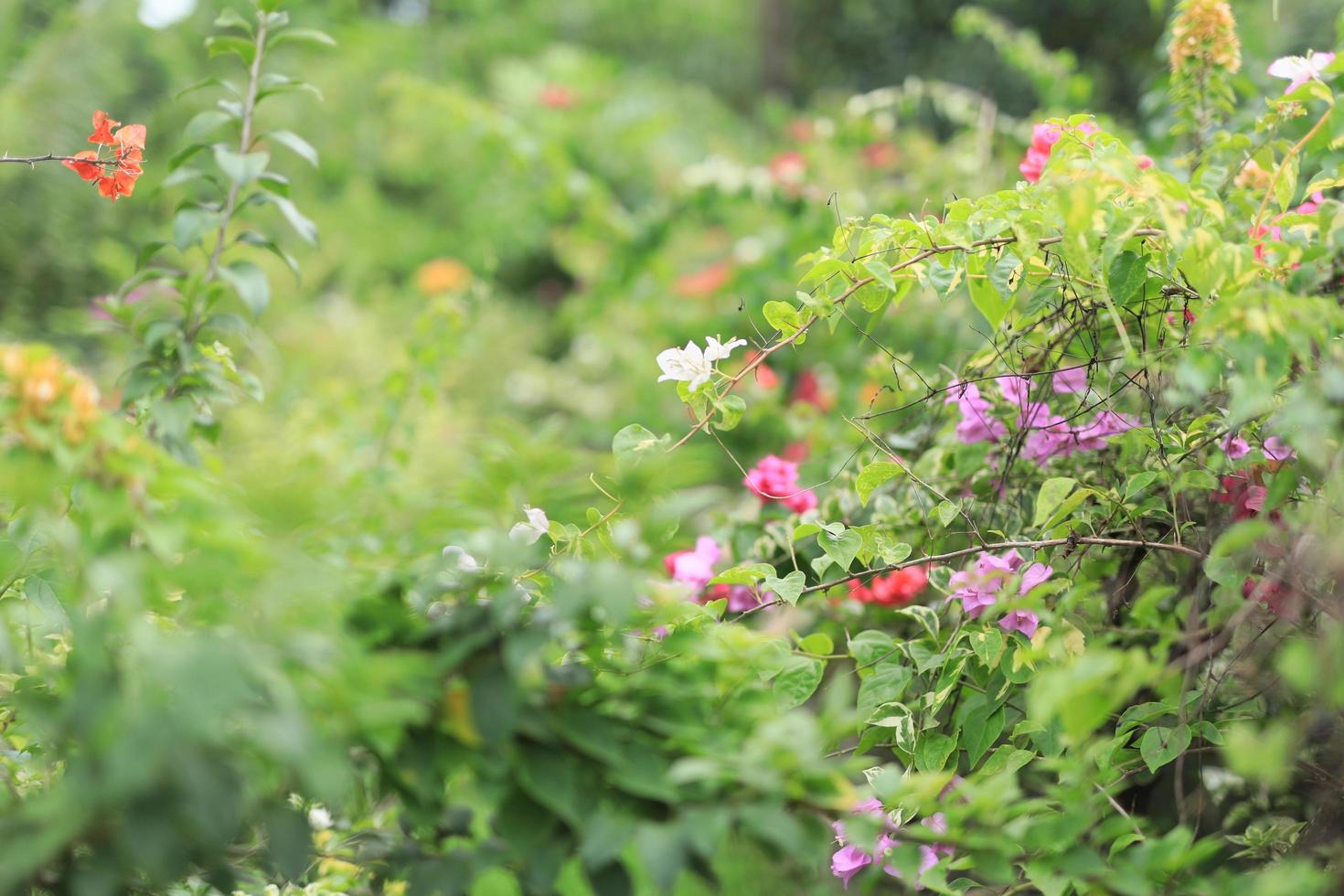 Beautiful flower field in the garden with blurry background photo