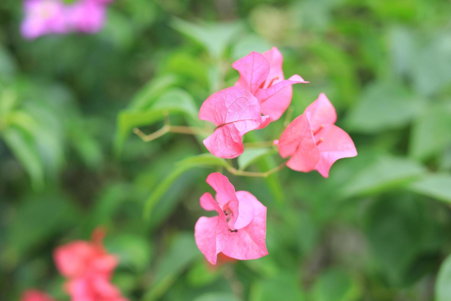 hermoso campo de flores en el jardín con fondo borroso foto