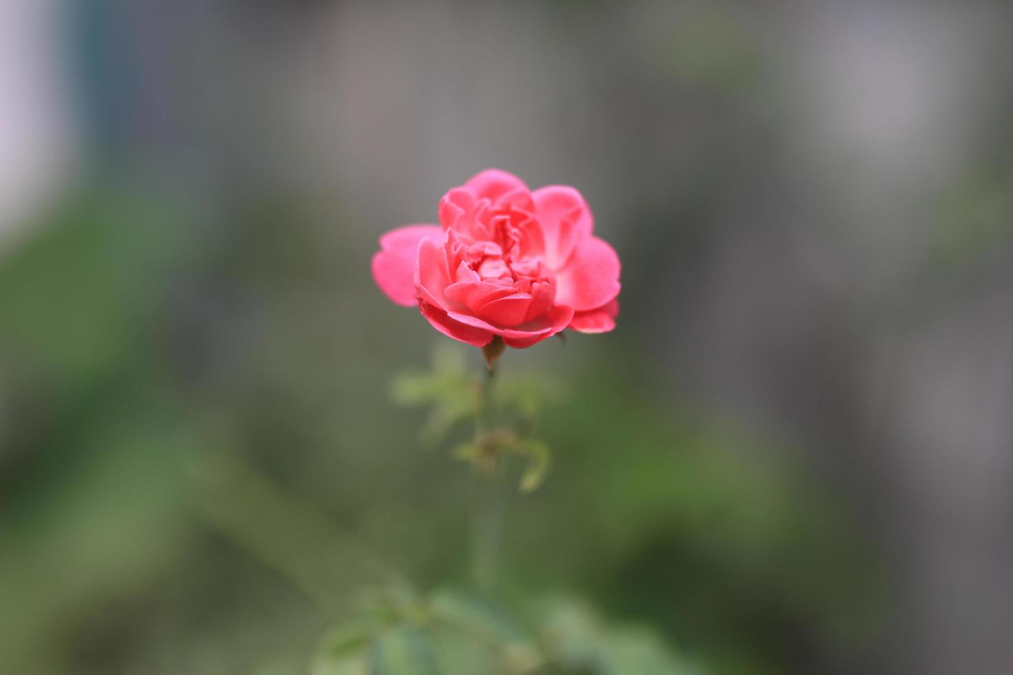 hermoso campo de flores en el jardín con fondo borroso foto