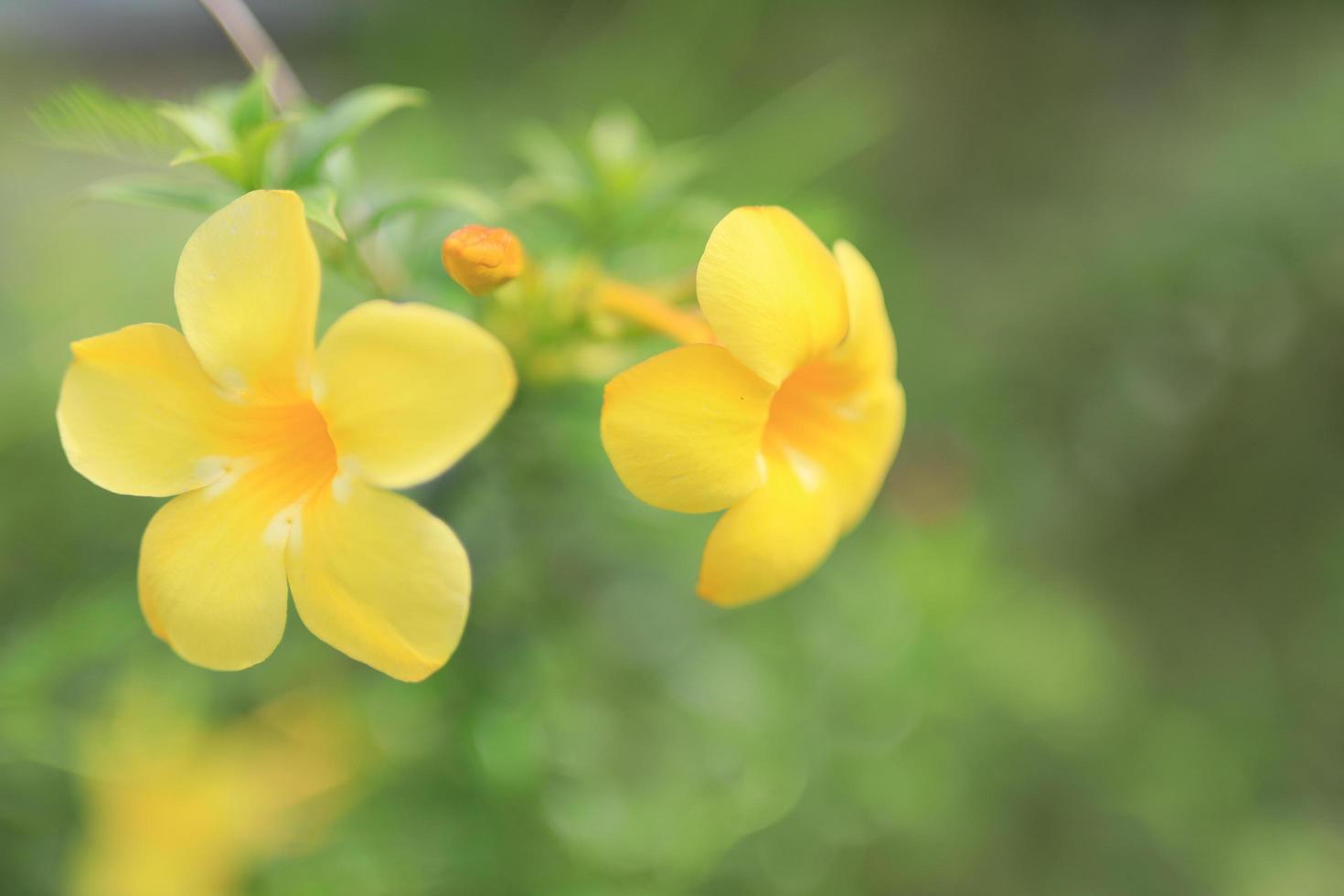 Beautiful flower field in the garden with blurry background photo