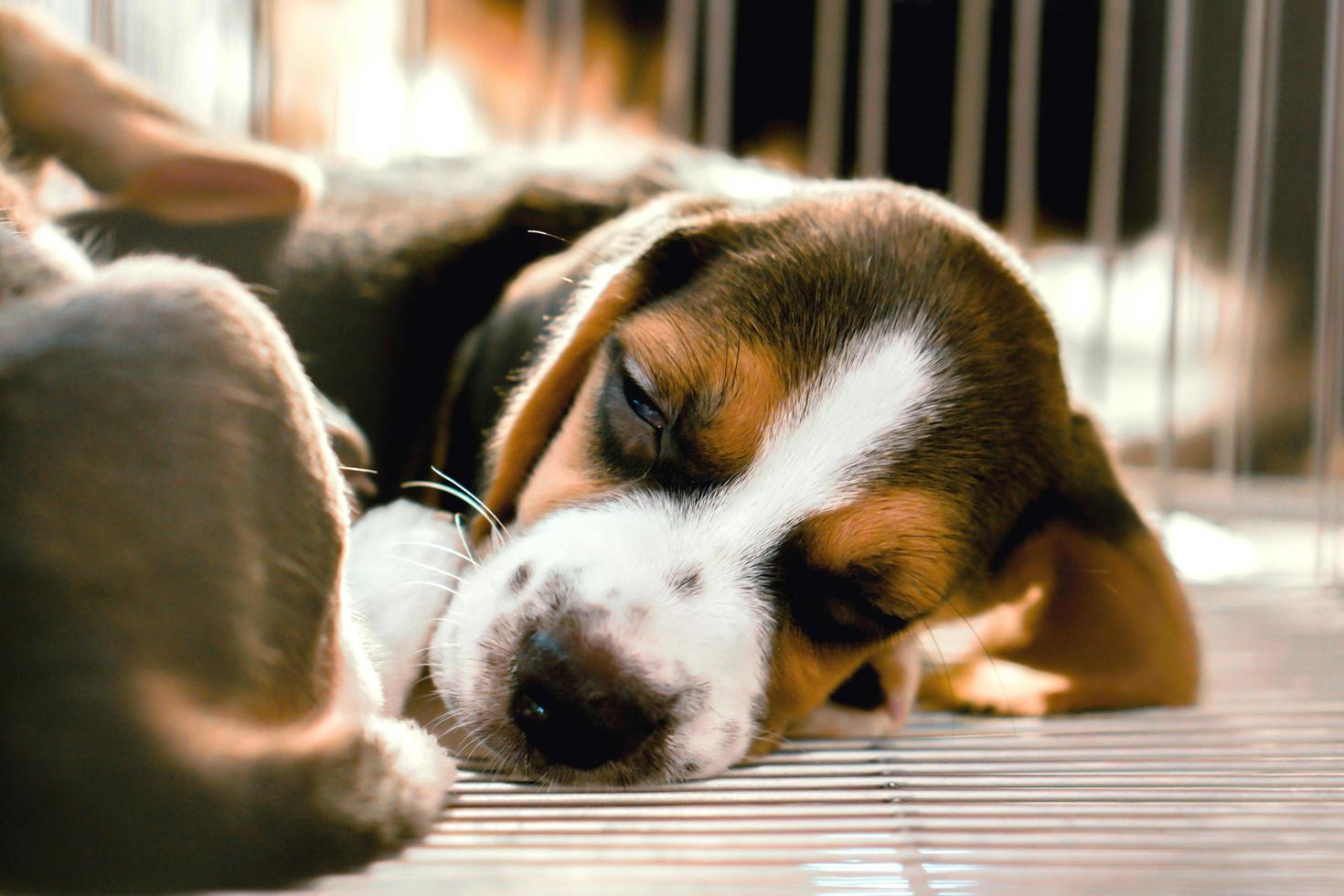 Close up Beagle puppy sleeping in the cage. photo