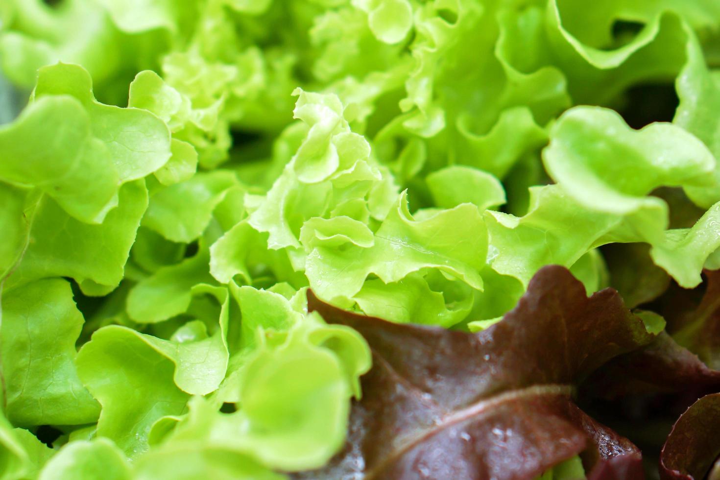 primer plano de fondo vegetal de lechuga y papel tapiz. foto