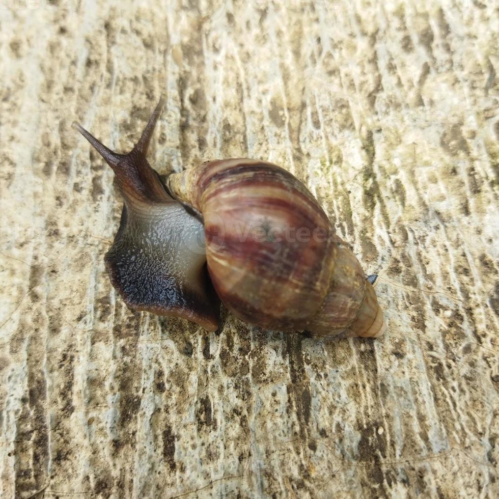 Snail in the garden photo