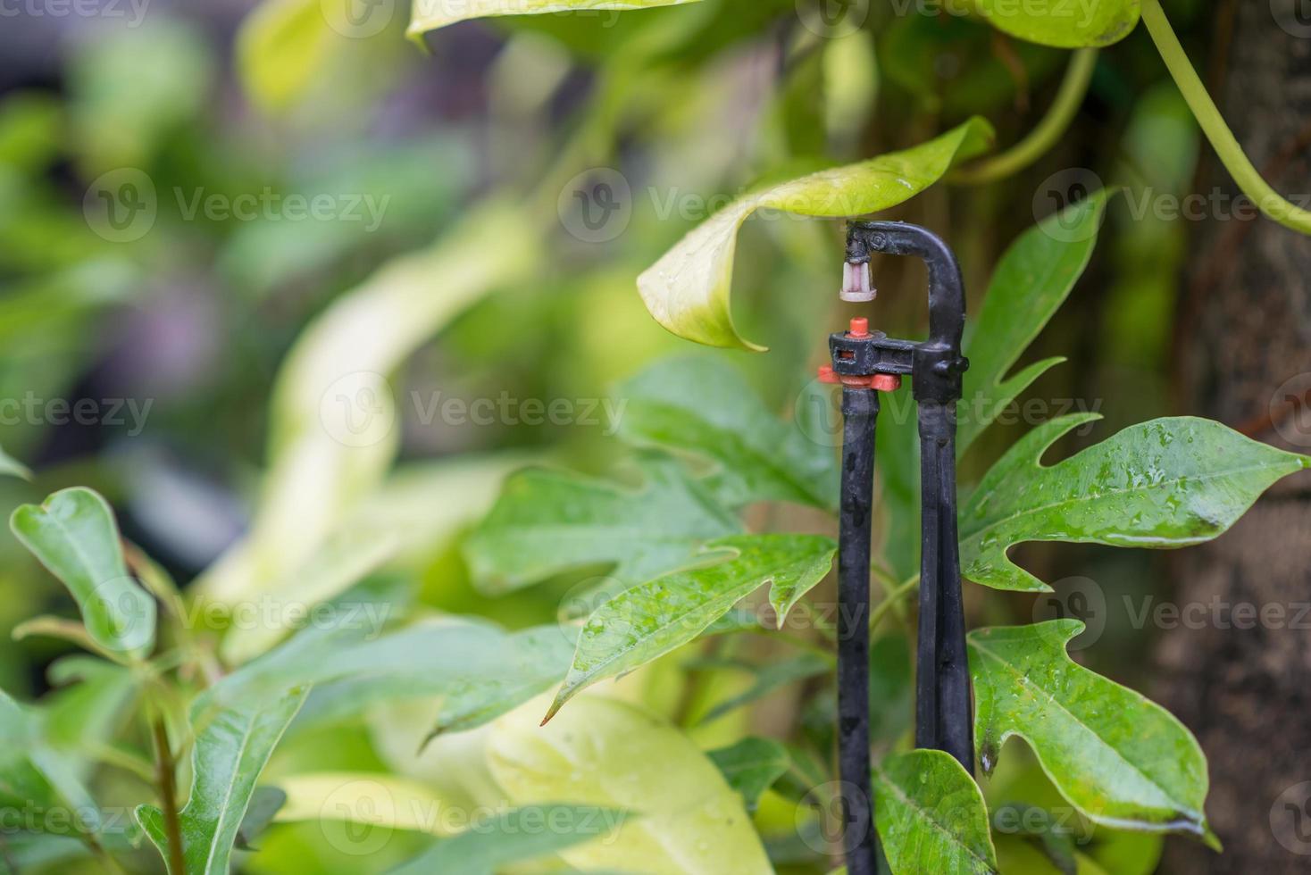 Closeup image of a garden sprinkler photo