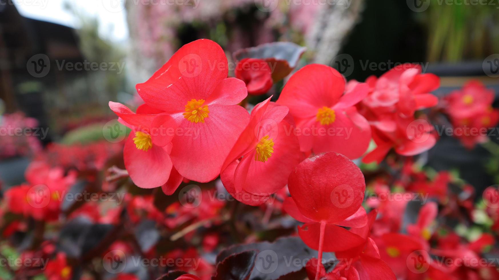 Close up photo of Red wax begonia flower blooming in a garden.