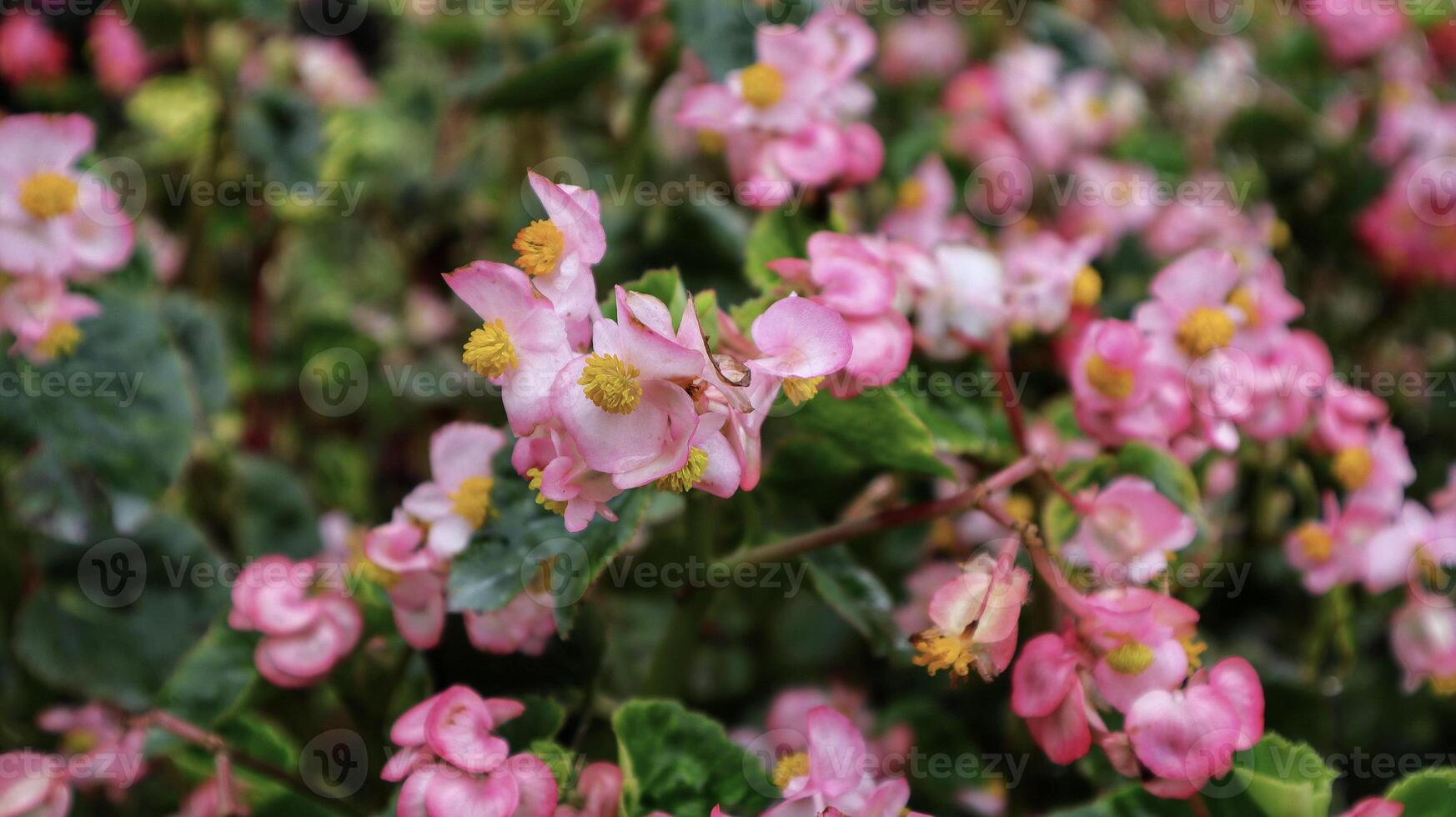 Beautiful pink wax begonia flower blooming at the garden. photo